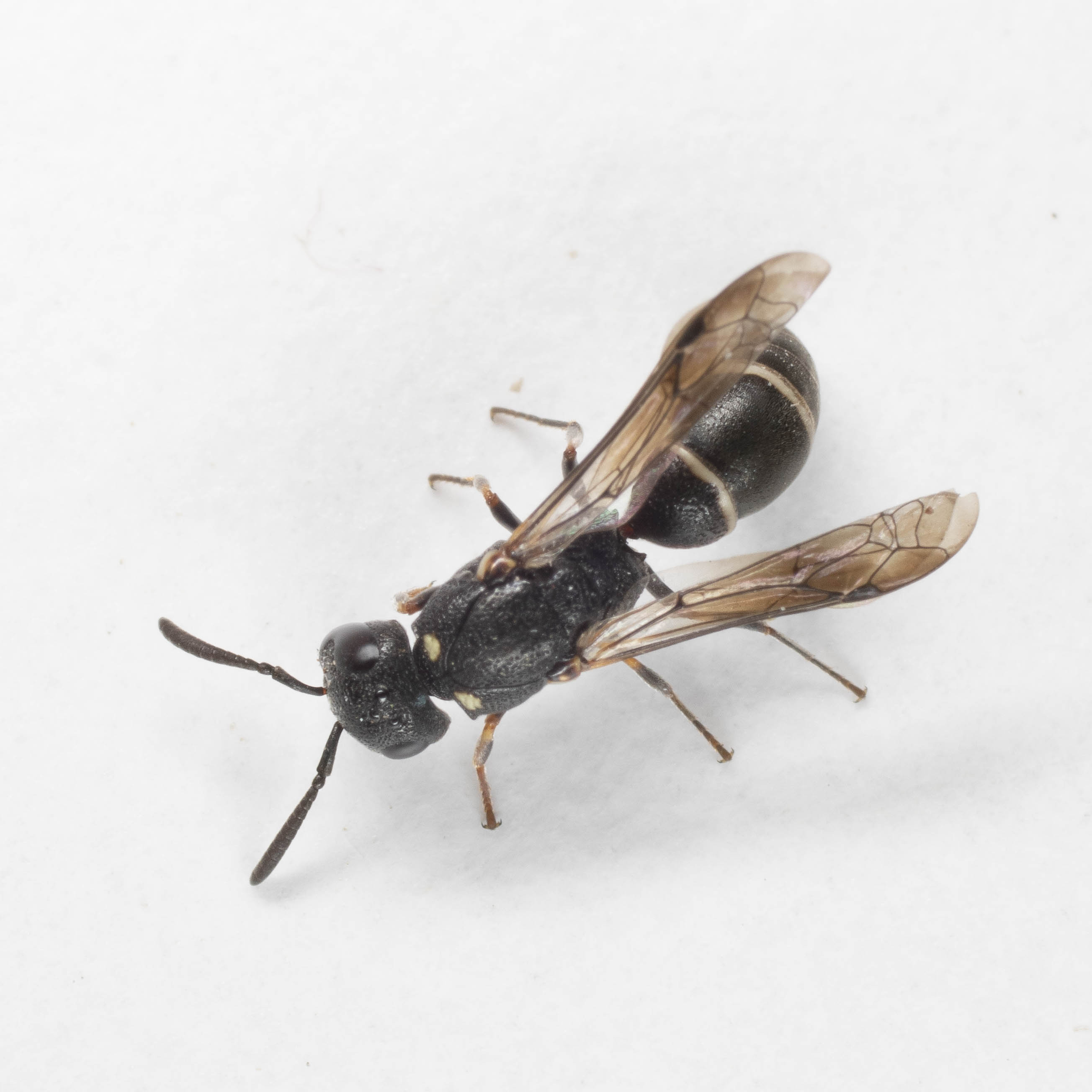 Vespidae Eumeninae: Microdynerus timidus